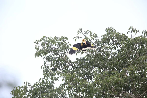 Büyük Kartallar (Buceros bicornis) Khao Yai Milli Parkı, Tayland