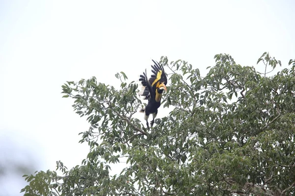Büyük Kartallar (Buceros bicornis) Khao Yai Milli Parkı, Tayland