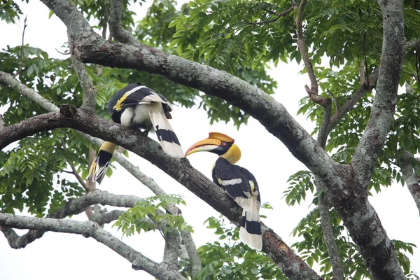 Großer Hornvogel (buceros bicornis) im Khao yai Nationalpark, Thailand — Stockfoto