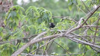 Beyaz gagalı karga (Corvus woodfordi) Solomon Adası