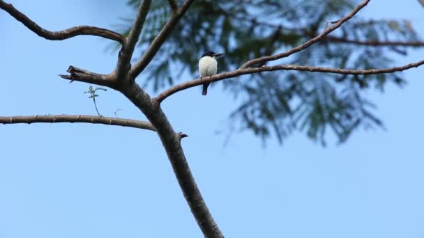 Ουλτραμαρίνη kingfisher (Todiramphus leucopygius) στο νησί του Σολομώντα — Αρχείο Βίντεο