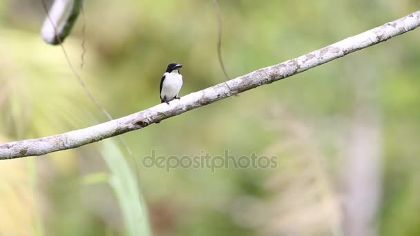 Martín pescador ultramar (Todiramphus leucopygius) en la isla Salomón — Vídeos de Stock