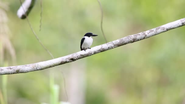 Ultramarín kingfisher (Todiramphus leucopygius) v Šalamounovy ostrovy — Stock video