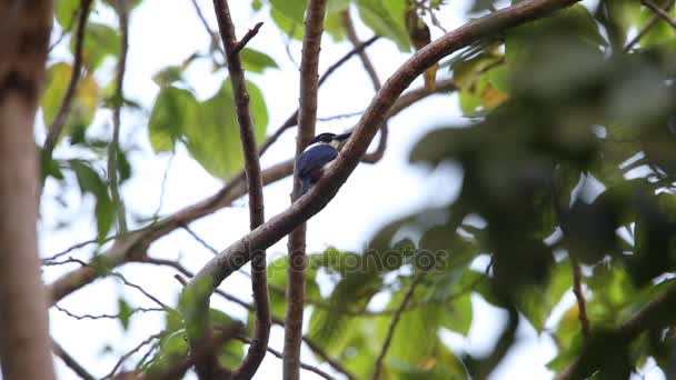 Ουλτραμαρίνη kingfisher (Todiramphus leucopygius) στο νησί του Σολομώντα — Αρχείο Βίντεο