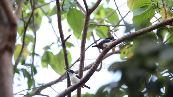 Ultramarine kingfisher (Todiramphus leucopygius) in Solomon Island — Stock Video