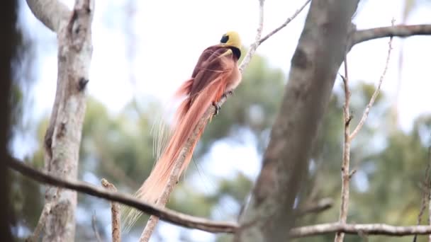 畿的天堂鸟 （红羽极） 在巴布亚新几内亚 Varirata 国家公园 — 图库视频影像