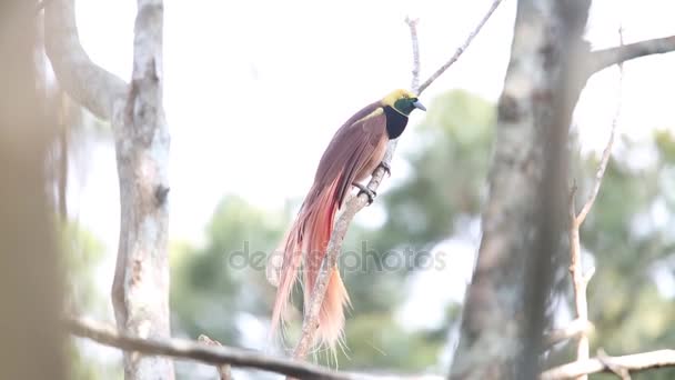 Raggiana Bird-of-paradise (Paradisaea raggiana) i Varirata National Park, Papua Nya Guinea — Stockvideo