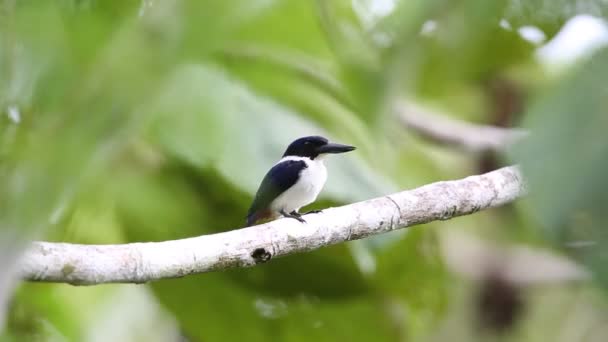 Ultramarine kingfisher (Todiramphus leucopygius) in Solomon Island — Stock Video