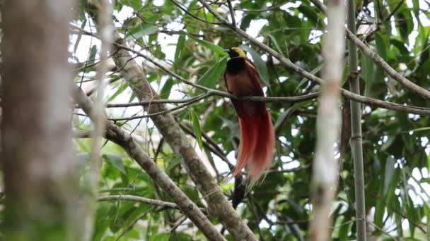 Raggiana Bird of paradise (Paradisaea raggiana) в национальном парке Варирата в Папуа-Новой Гвинее — стоковое видео