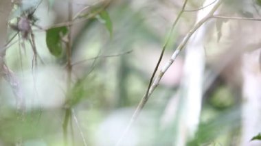 Brown başlı cennet yalıçapkını (Tanysiptera danae) içinde Varirata Milli Parkı, Papua Yeni eskiden şiling şimdi