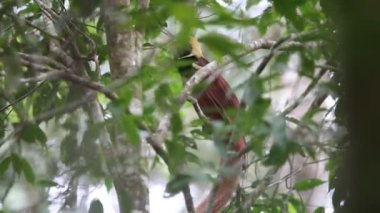 Raggiana kuş--paradise (Paradisaea raggiana) içinde Varirata Milli Parkı, Papua Yeni eskiden şiling şimdi