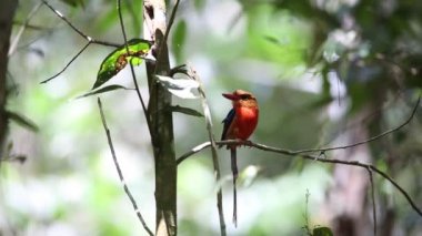 Brown başlı cennet yalıçapkını (Tanysiptera danae) içinde Varirata Milli Parkı, Papua Yeni eskiden şiling şimdi