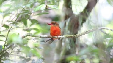 Brown başlı cennet yalıçapkını (Tanysiptera danae) içinde Varirata Milli Parkı, Papua Yeni eskiden şiling şimdi