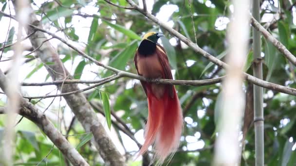 Raggiana Bird of paradise (Paradisaea raggiana) в национальном парке Варирата в Папуа-Новой Гвинее — стоковое видео