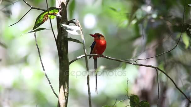 Braunkopf-Paradies-Eisvogel (tanysiptera danae) im Varirata-Nationalpark, Papua Neuguinea lizenzfreies Stockvideo