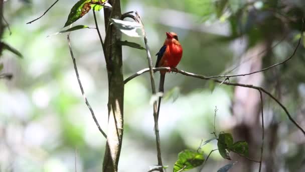Braunkopf-Paradies-Eisvogel (tanysiptera danae) im Varirata-Nationalpark, Papua Neuguinea — Stockvideo