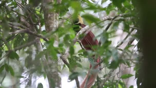 Raggiana Bird-of-paradise (Paradisaea raggiana) i Varirata National Park, Papua Nya Guinea — Stockvideo