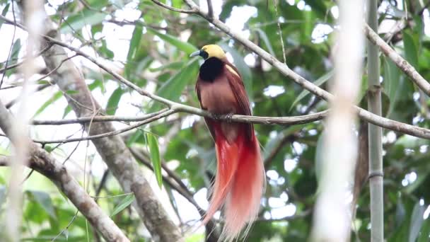 Raggiana kuş--paradise (Paradisaea raggiana) içinde Varirata Milli Parkı, Papua Yeni eskiden şiling şimdi — Stok video