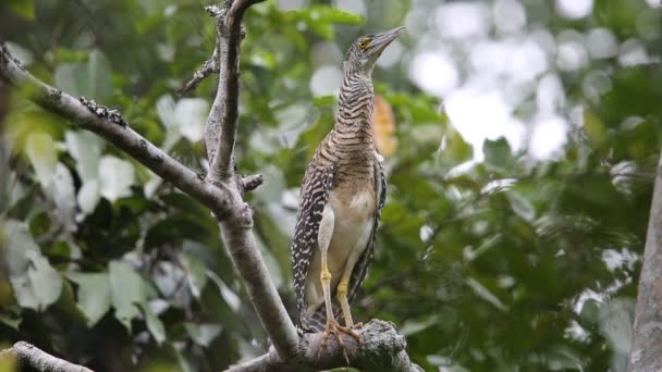 Forest Rördrom Zonerodius Heliosylus Varirata National Park Papua Nya Guinea — Stockvideo