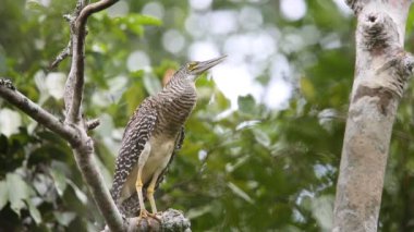 Orman Balaban (Zonerodius heliosylus) Varirata Milli Parkı, Papua içinde Yeni Gine
