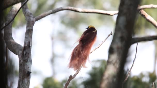 畿的天堂鸟 （红羽极） 在巴布亚新几内亚 Varirata 国家公园 — 图库视频影像