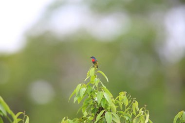 Cüce flowerpecker (Dicaeum aeneum) Solomon Adası