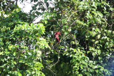 Solomon Adası 'ndaki Kardinal Lory (Pseudeos Cardinalis)
