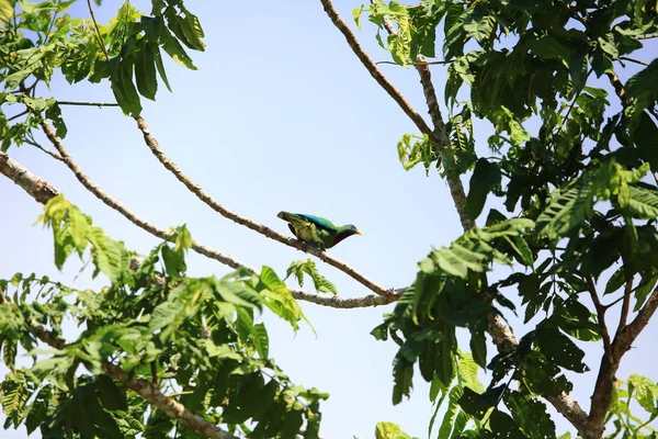 Tortora (Ptilinopus viridis) nell'isola di Salomone — Foto Stock