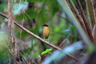 Kara yüzlü pide (pide anerythra) Solomon Adası 