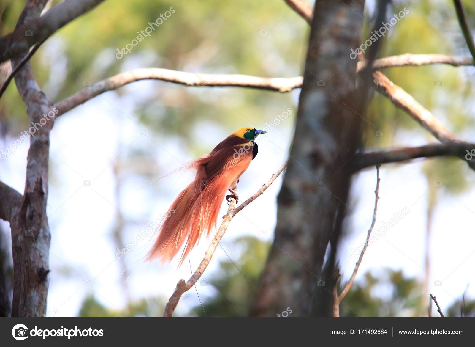 Raggiana Oiseau De Paradis Paradisaea Raggiana Dans Le