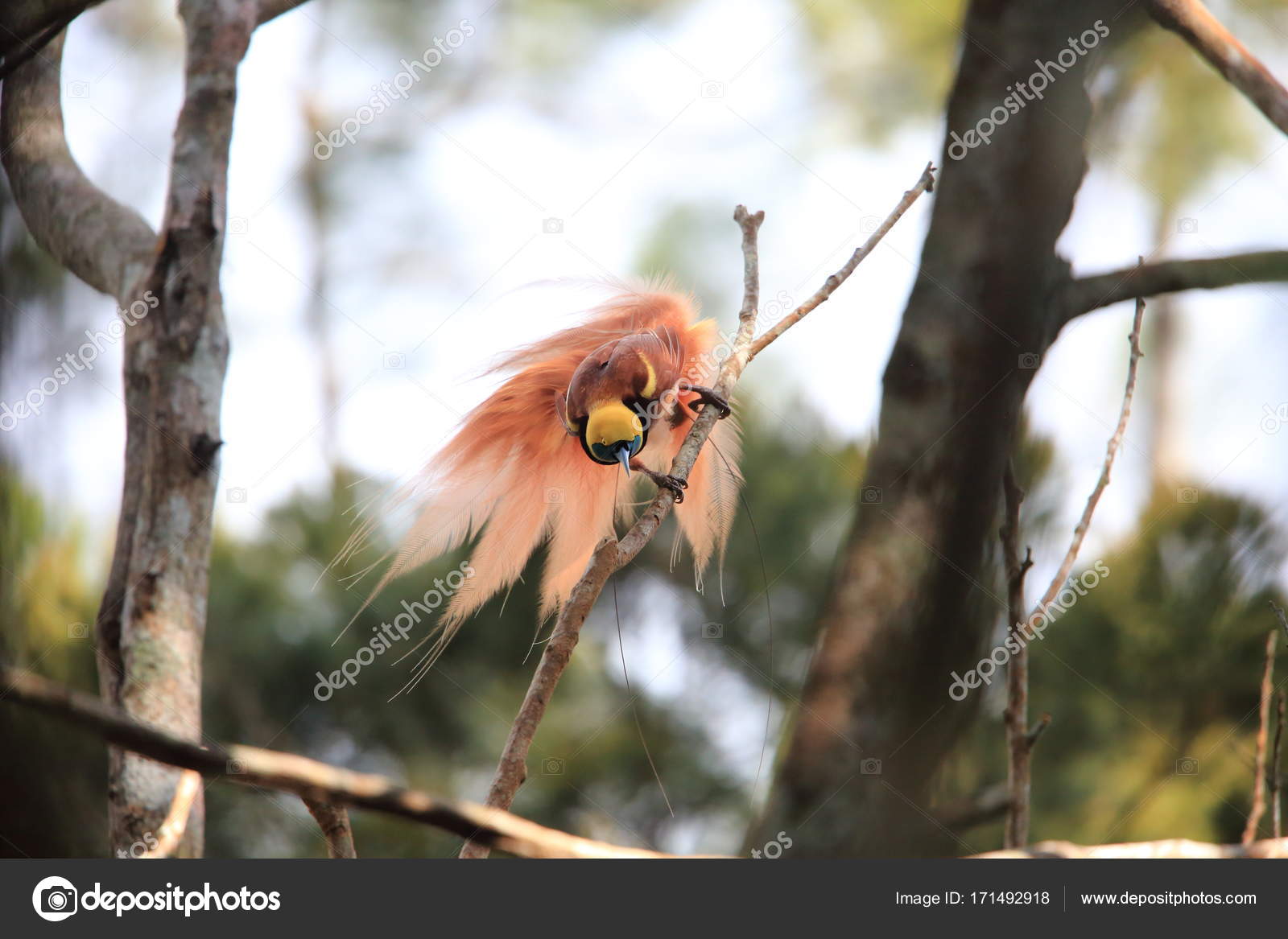 Raggiana Oiseau De Paradis Paradisaea Raggiana Dans Le