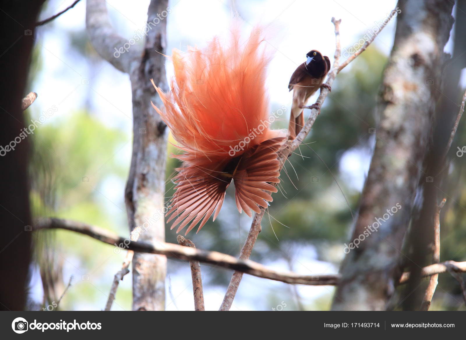 Raggiana Oiseau De Paradis Paradisaea Raggiana Dans Le