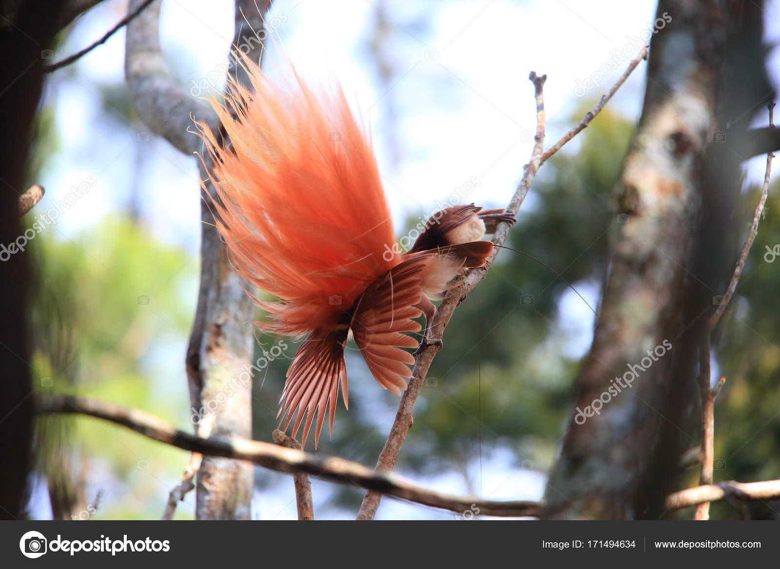 Raggiana Oiseau De Paradis Paradisaea Raggiana Dans Le