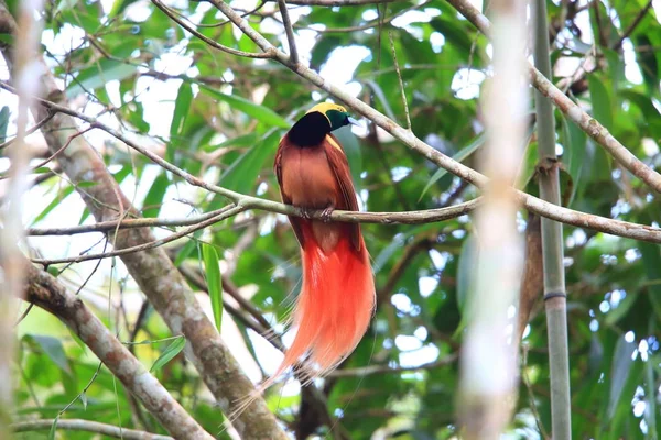 Raggiana 鳥の楽園 (Paradisaea raggiana) Varirata 国立公園, パプア ニューギニア — ストック写真