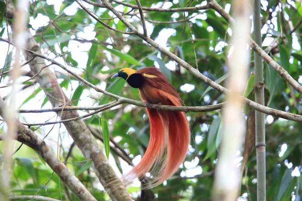Paradiesvogel (paradisaea raggiana) im Varirata Nationalpark, Papua Neuguinea — Stockfoto