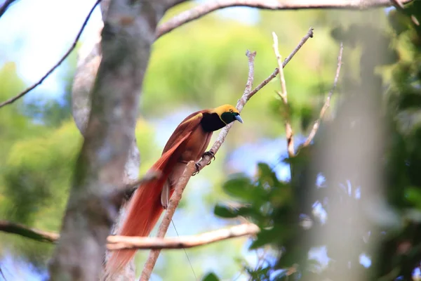 Raggiana Bird of paradise (Paradisaea raggiana) в национальном парке Варирата в Папуа-Новой Гвинее — стоковое фото