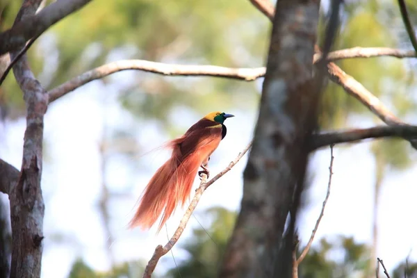 Raggiana Bird z ráj (Paradisaea raggiana) v Varirata národním parku, Papua-Nová Guinea — Stock fotografie