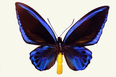 İzole ortak yeşil birdwing (Ornithoptera priamus)