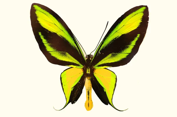 天堂扇 (Ornithoptera paradisea) 男性隔离 — 图库照片