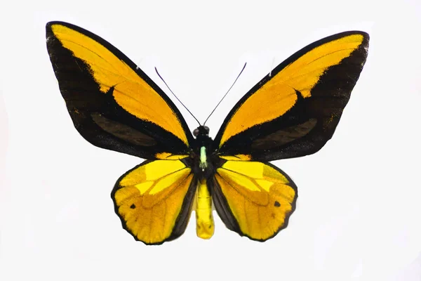 Wallace Ornithoptera złoty (Ornithoptera croesus) mężczyzna na białym tle — Zdjęcie stockowe