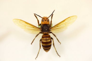 İzole Asya veya Japonca dev hornet (Vespa mandarinia)