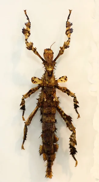 Extatosoma popa carlbergi böcek sopa — Stok fotoğraf