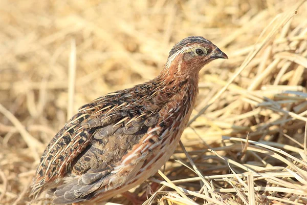 Codorniz japonesa (Coturnix japonica) macho en Japón —  Fotos de Stock