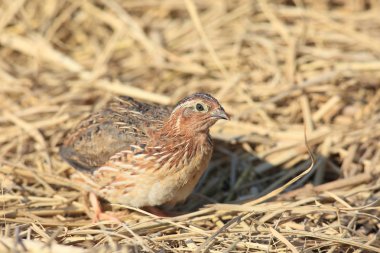 Japon bıldırcın (Coturnix japonica) Japonya'da erkek