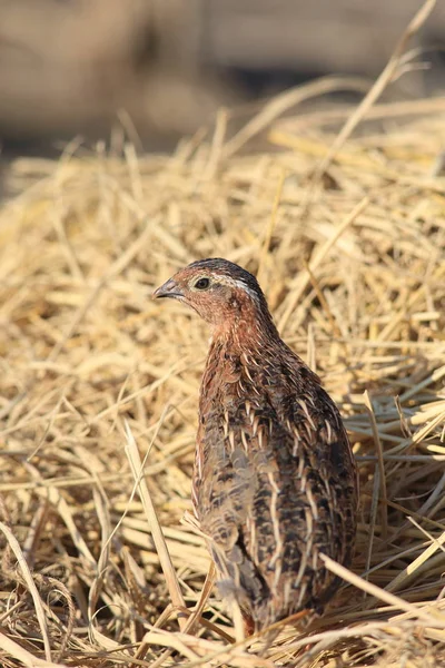 Codorniz japonesa (Coturnix japonica) macho en Japón — Foto de Stock