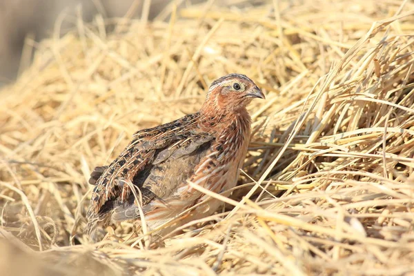 Japanese quail (Coturnix japonica) male in Japan — Stock Photo, Image