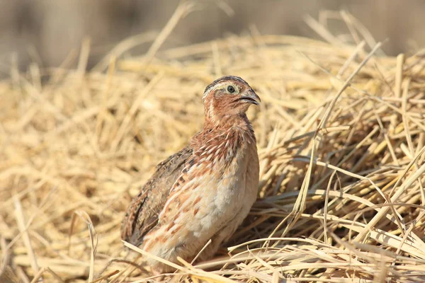 Codorniz japonesa (Coturnix japonica) macho en Japón — Foto de Stock