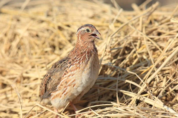 Japanese quail (Coturnix japonica) male in Japan — Stock Photo, Image