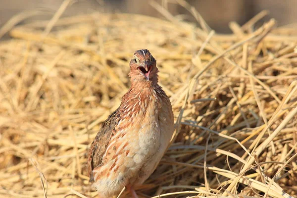 Caille japonaise (Coturnix japonica) mâle au Japon — Photo