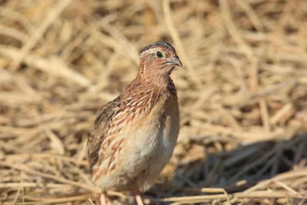 Japanese quail (Coturnix japonica) male in Japan — Stock Photo, Image